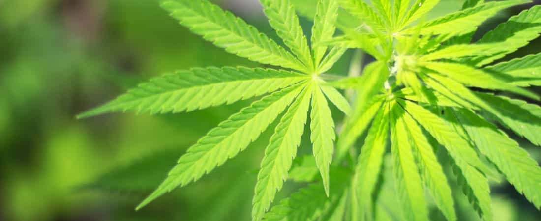 Marijuana's Confusing Legal Status in Illinois