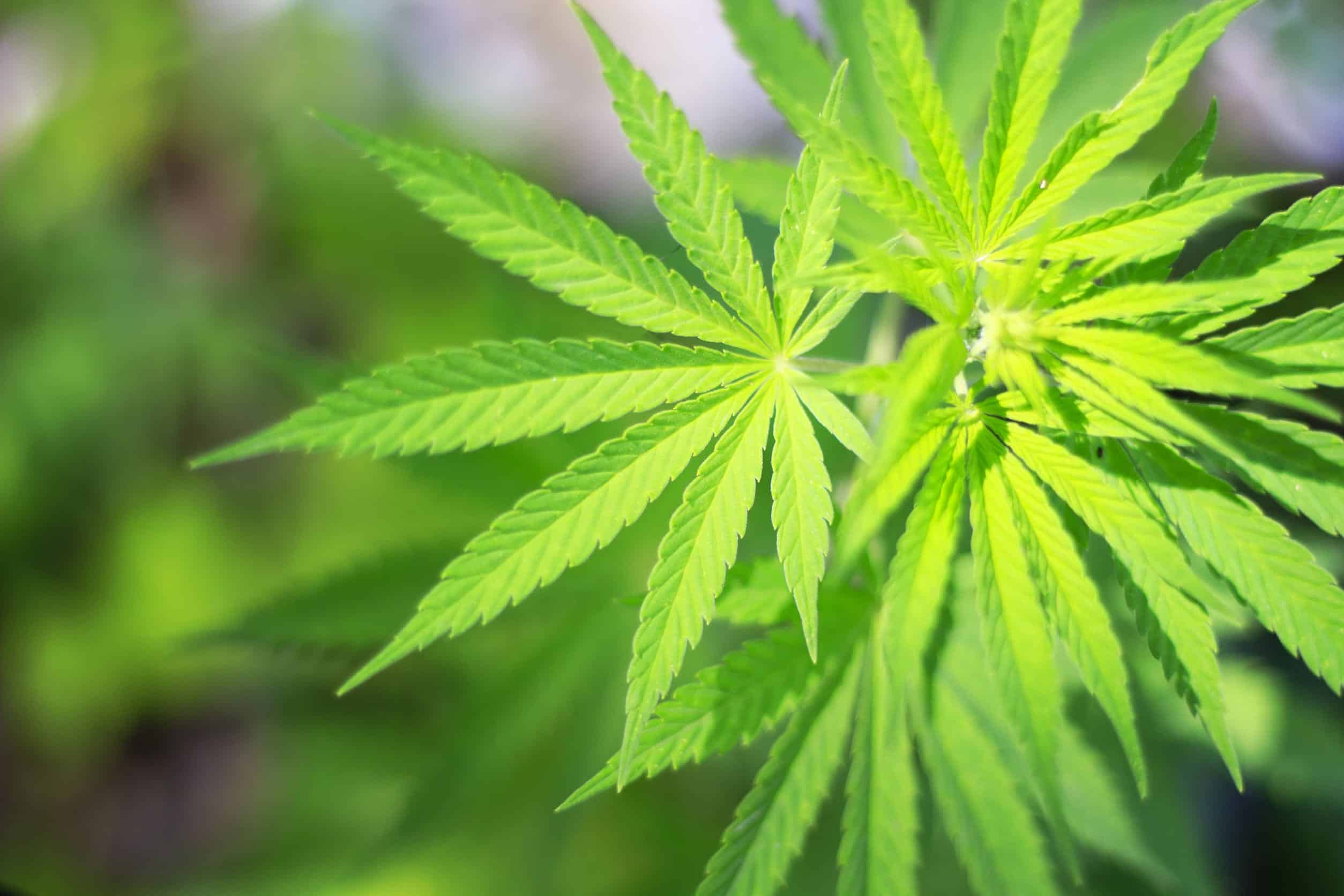 Marijuana's Confusing Legal Status in Illinois