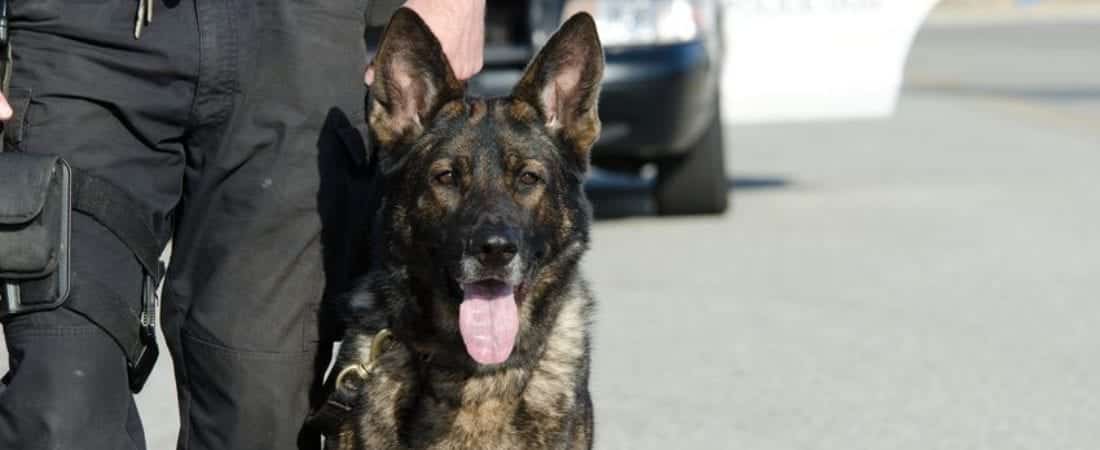 Illinois Drug-Sniffing Dogs: When Are They Legal?