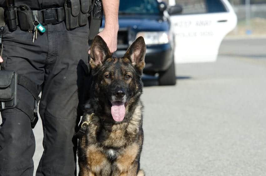 Illinois Drug-Sniffing Dogs: When Are They Legal?