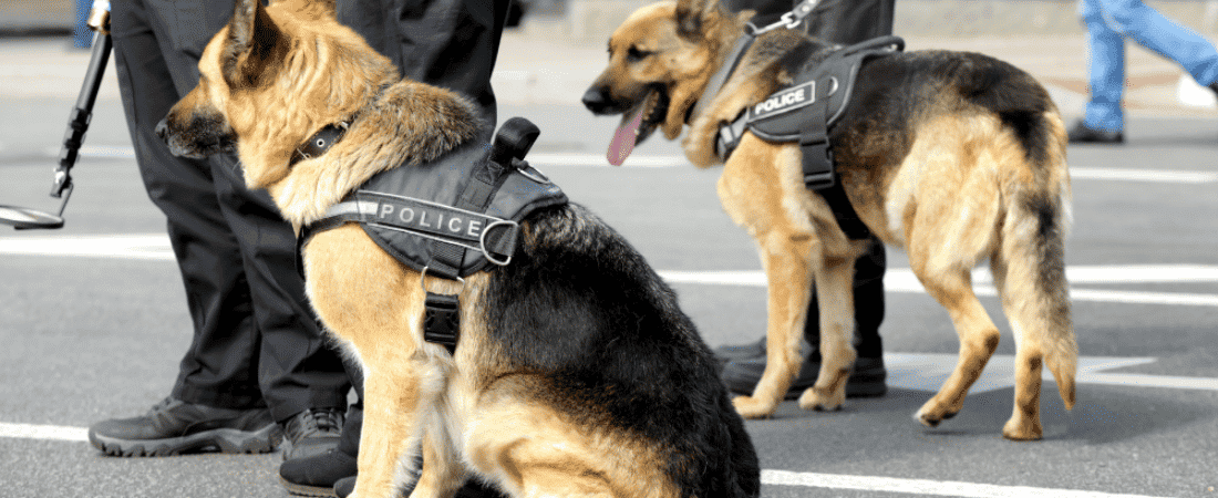K-9 Unit Bust? See If Your Rights Were Violated