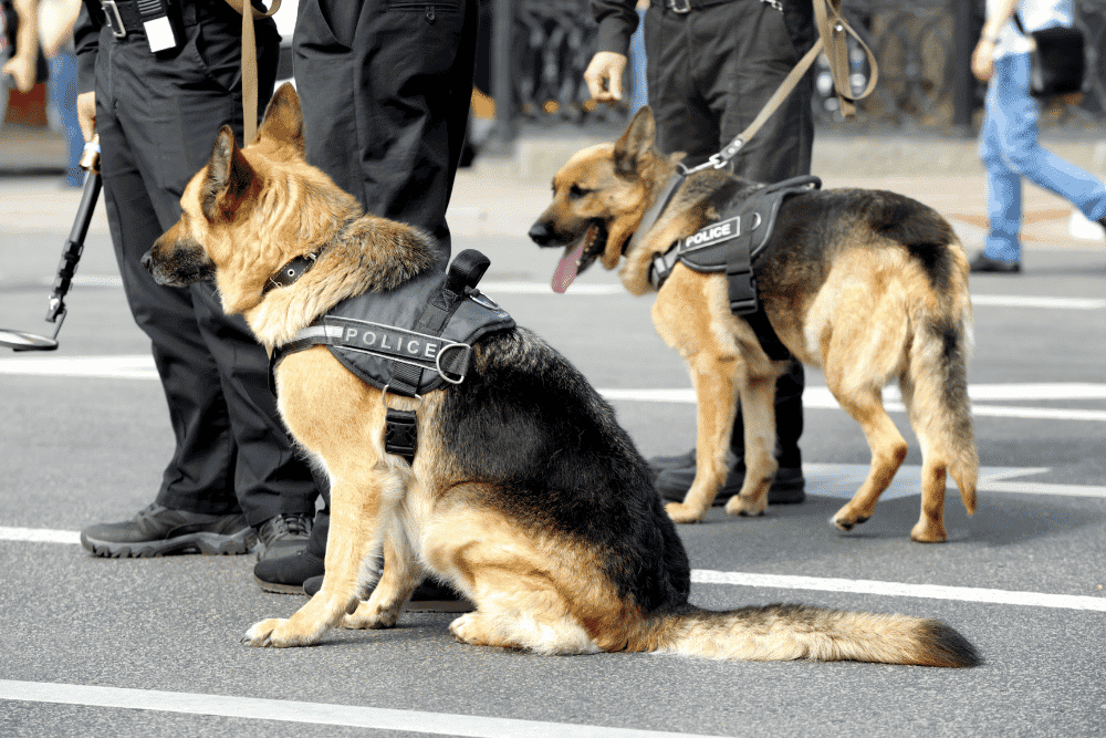 K-9 Unit Bust? See If Your Rights Were Violated